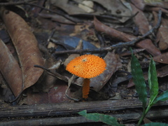 Agaricus trisulphuratus