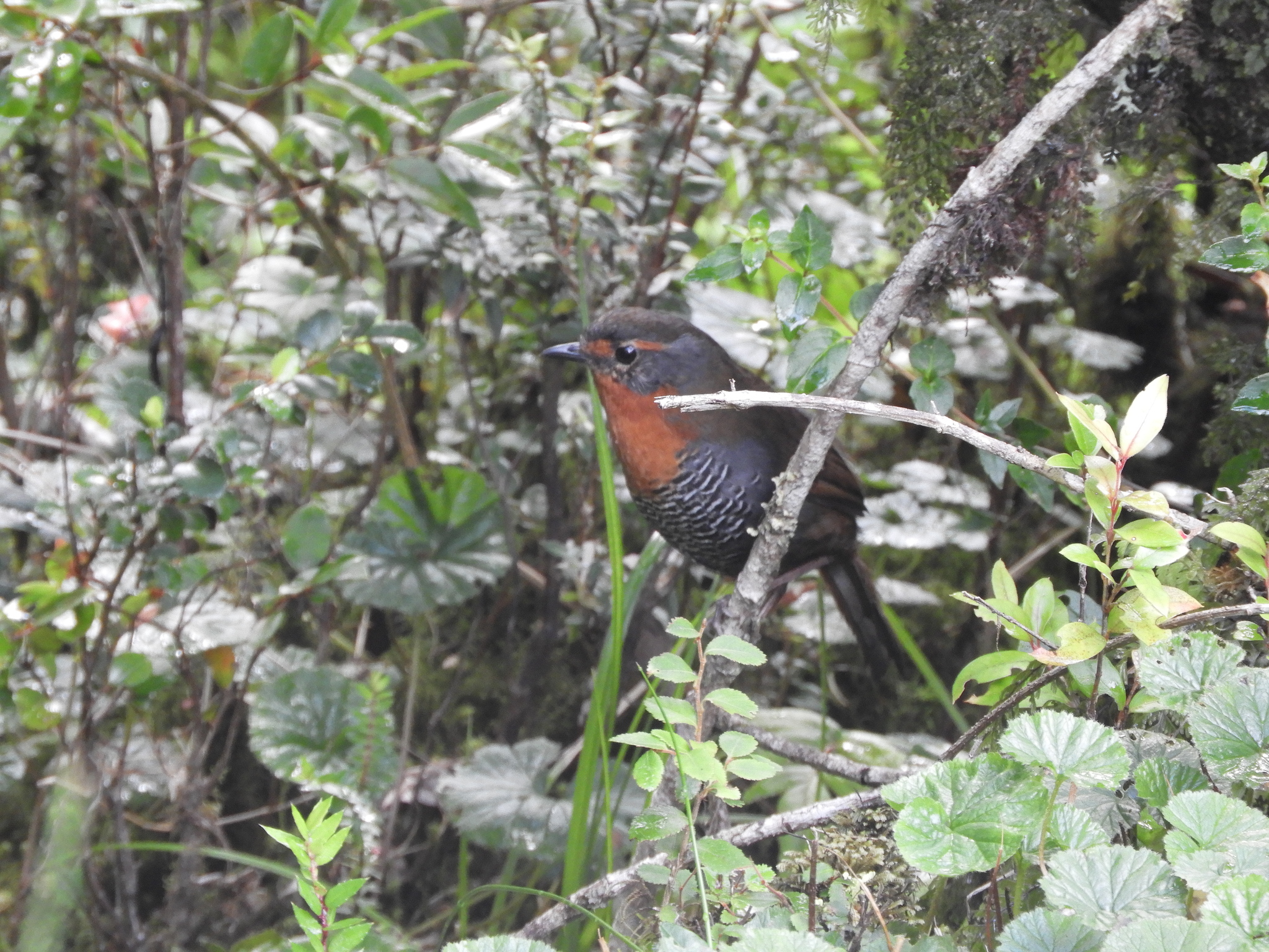 Chucao Tapaculo (Scelorchilus rubecula), photo 9