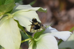 Volucella bombylans