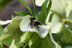 Volucella bombylans