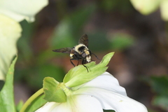 Volucella bombylans