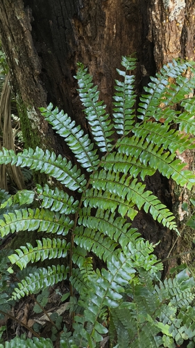 Cloak Fern (Didymochlaena truncatula)
