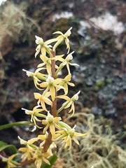 Prosthechea grammatoglossa