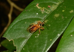 Agriocoris flavipes