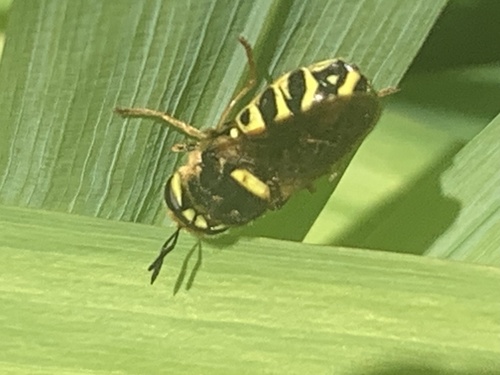 Unknown species found near Rose Ct, Novato, CA, US