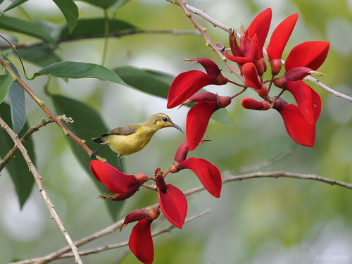 South Moluccan Sunbird (Cinnyris clementiae), photo 4