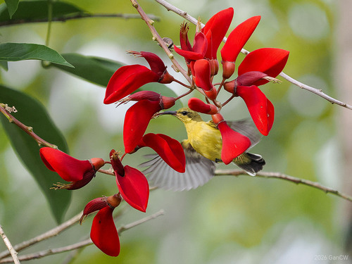 South Moluccan Sunbird (Cinnyris clementiae), photo 3