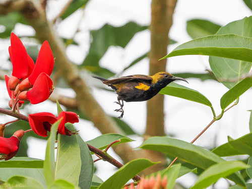 South Moluccan Sunbird (Cinnyris clementiae), photo 2