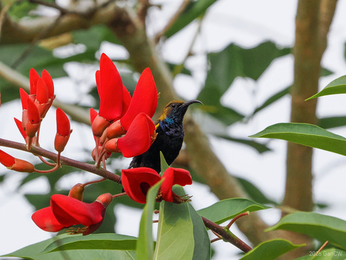 South Moluccan Sunbird (Cinnyris clementiae), photo 1