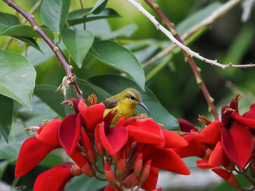 South Moluccan Sunbird (Cinnyris clementiae), photo 5