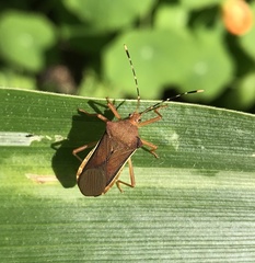 Anasa varicornis