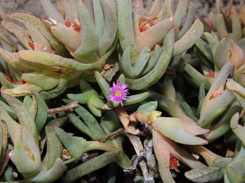 sarcozona (Sarcozona praecox)