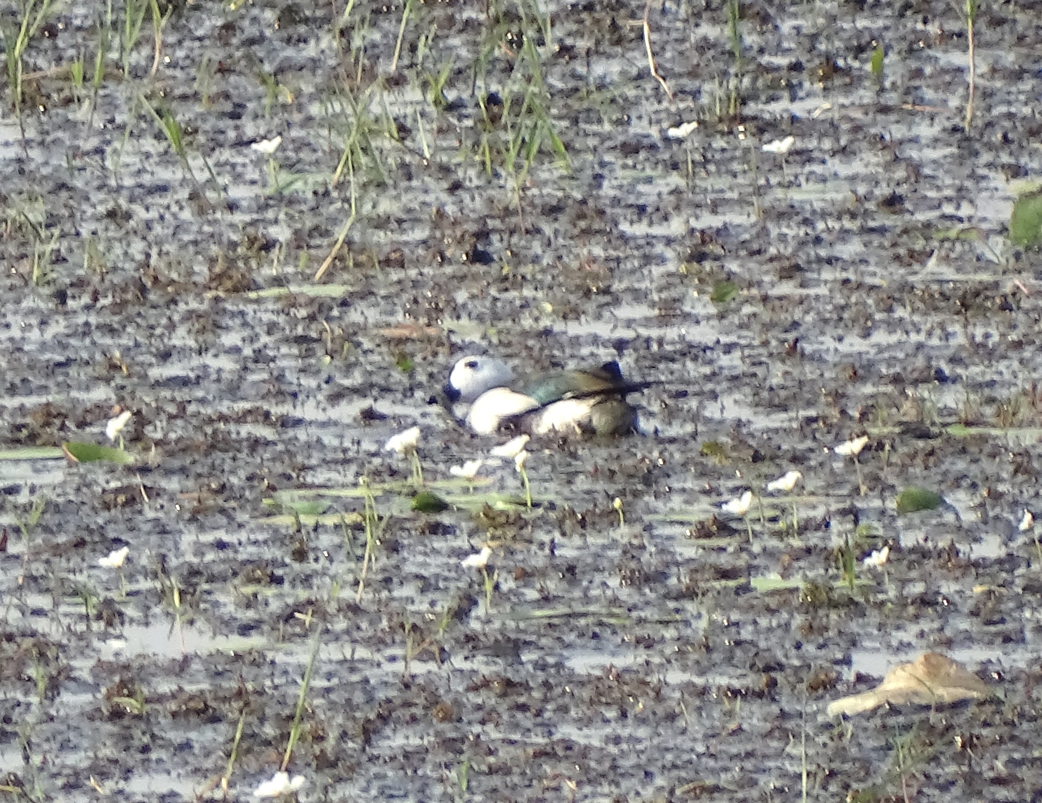 Cotton Pygmy Goose (Nettapus coromandelianus), photo 7