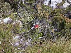 Blandfordia punicea