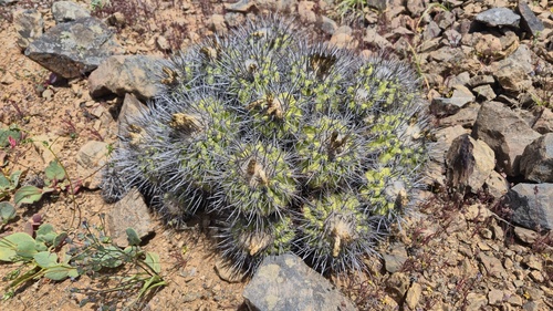 Copiapoa megarhiza