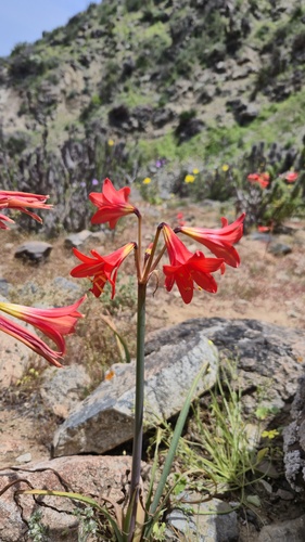 Zephyranthes phycelloides, photograph 3