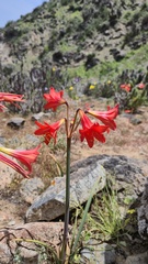 Fabián Nieto, CC BY, iNaturalist via GBIF Zephyranthes phycelloides, photograph Fabián Nieto, CC BY, iNaturalist via GBIF
