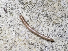 Blaniulidae