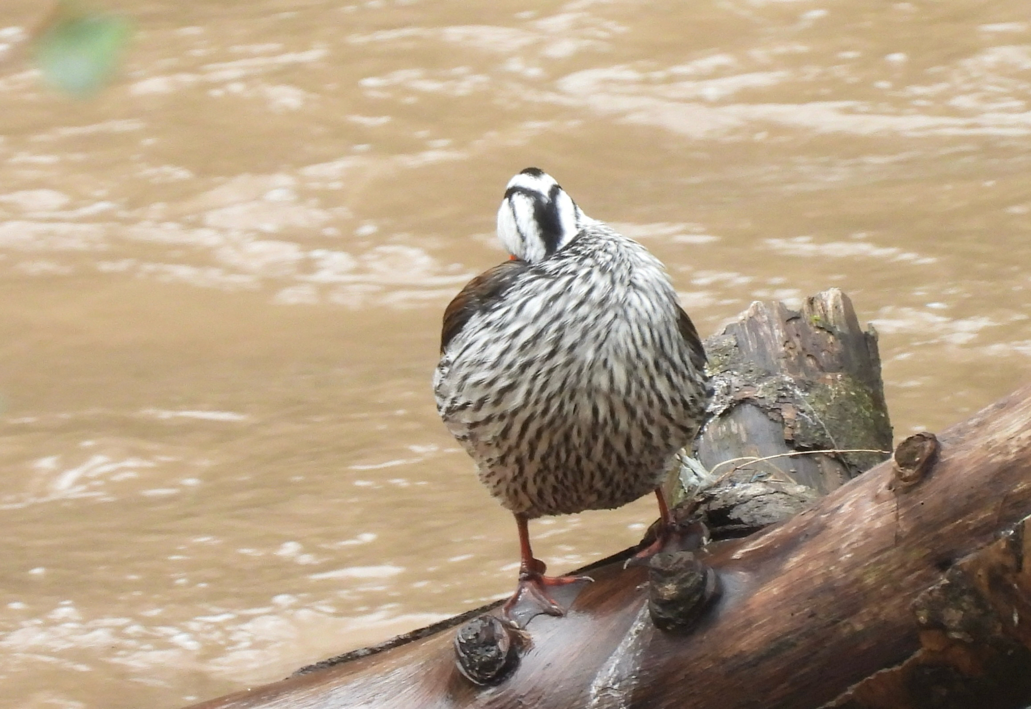 Torrent Duck (Merganetta armata), photo 8