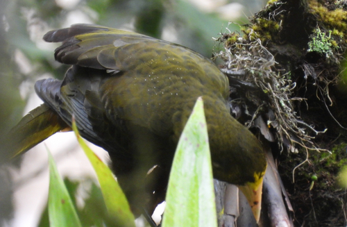 Dusky-green Oropendola (Psarocolius atrovirens)