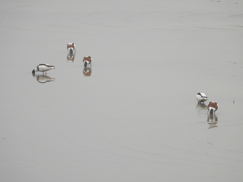 Common Shelduck