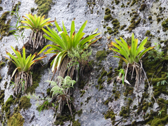 Tillandsia machupicchuensis, photograph author not stated, no rights reserved