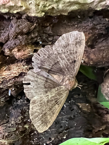 Polypogon, 2026-03-10