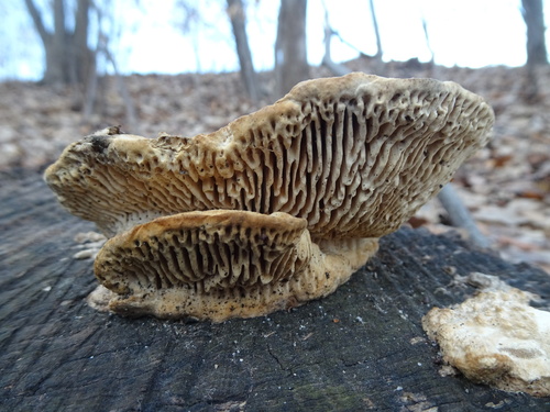 Ąžuolinis Vinguris nuotrauka