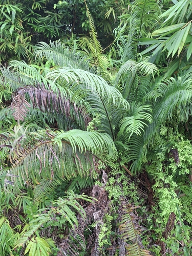 Blechnopsis orientalis