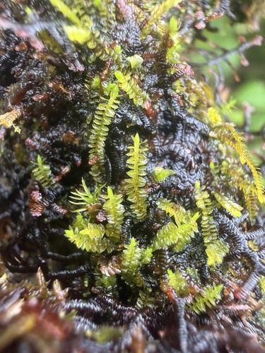 Herbertus gracilis observed 2026-03-04