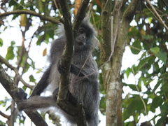 Trachypithecus selangorensis