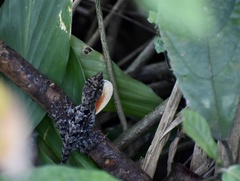 Anolis allogus