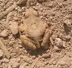 Physalaemus biligonigerus