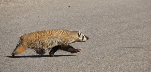 American Badger photographed in Wyoming