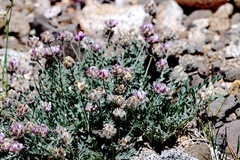 Astragalus austiniae