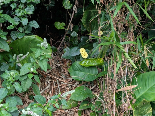 fence morning-glory (Ipomoea ochracea)