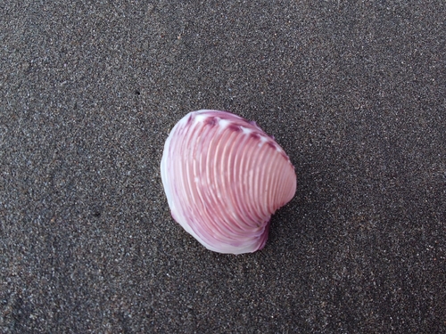 Hysteroconcha lupanaria