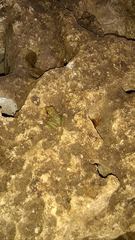 Eleutherodactylus flavescens