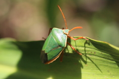 Edessa rufomarginata