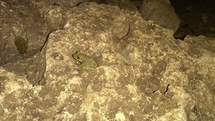 Eleutherodactylus flavescens