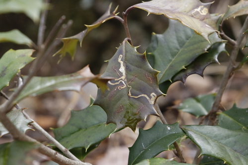 Unknown species found near Manchester, MD, USA