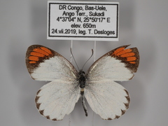 Colotis euippe euippe