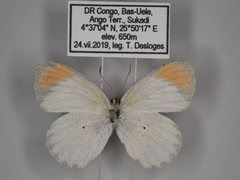 Colotis euippe euippe