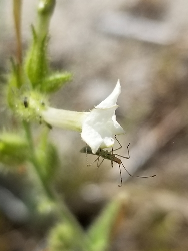 Image of Nicotiana clevelandii by no rights reserved