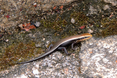 Sri Lanka Bronze Skink photo 2