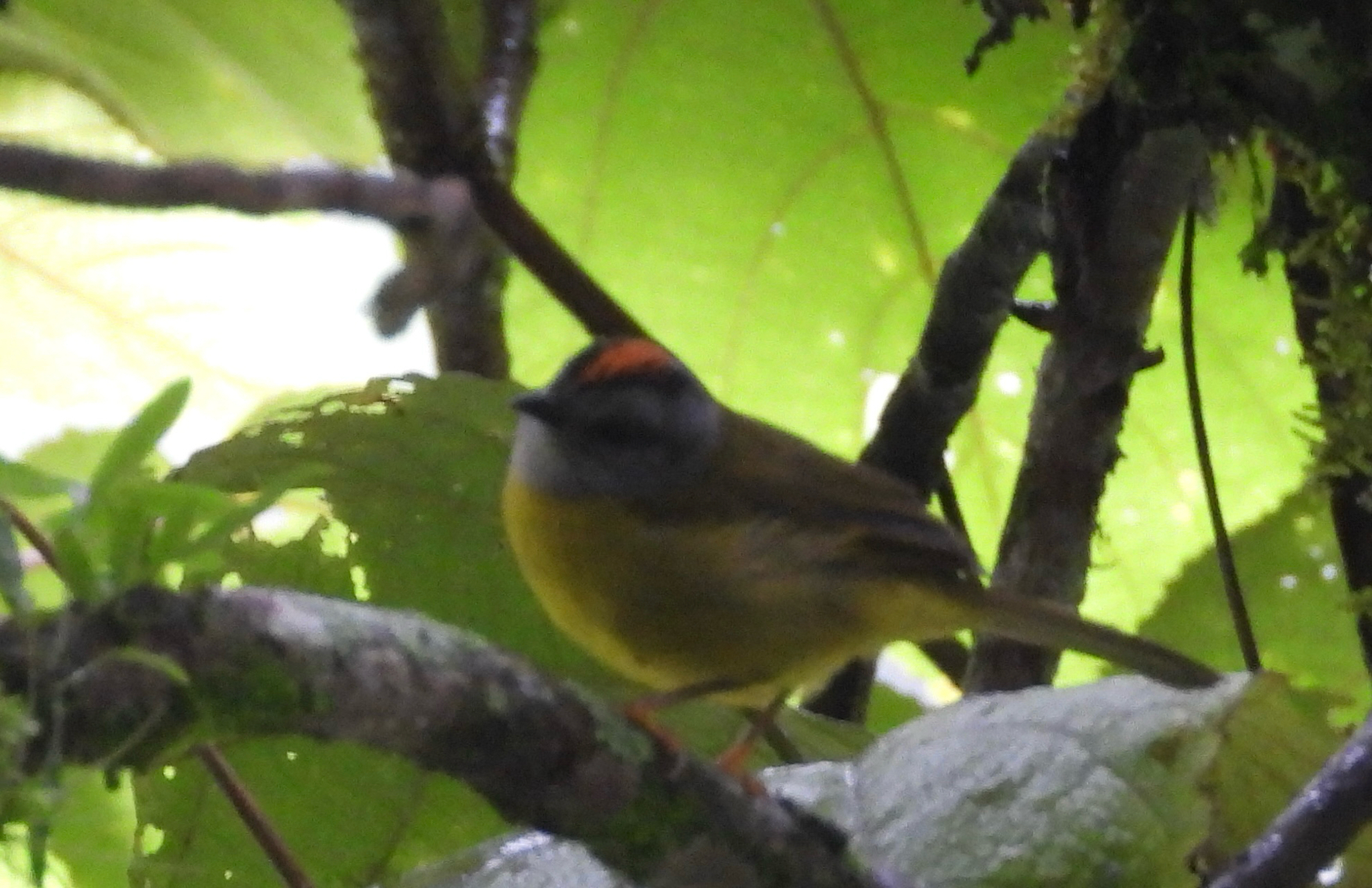 Russet-crowned Warbler (Myiothlypis coronata), photo 4
