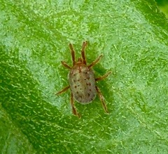 Balaustium