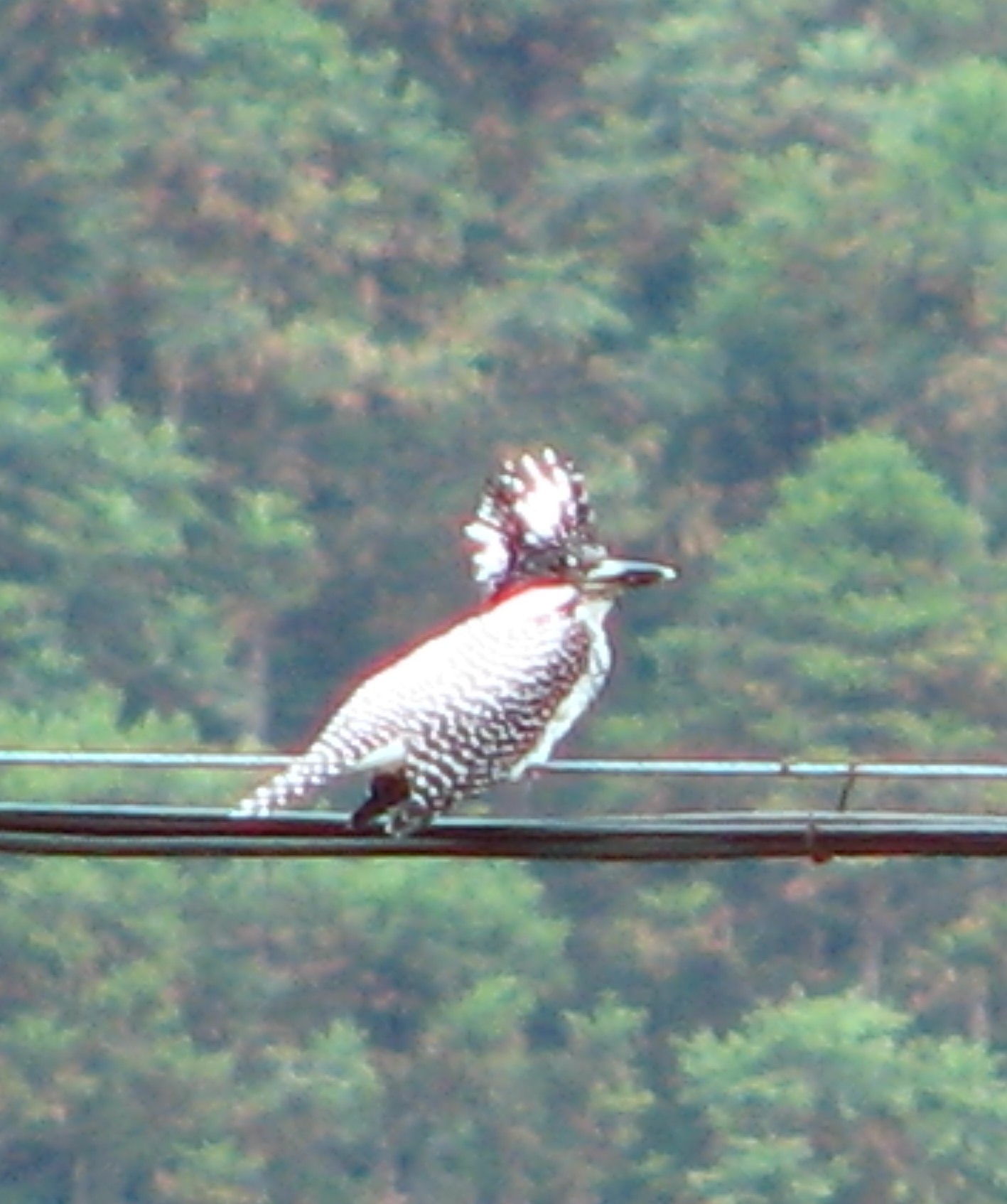 Crested Kingfisher