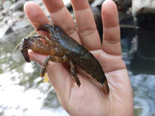 Atya scabra observed 2026-03-11