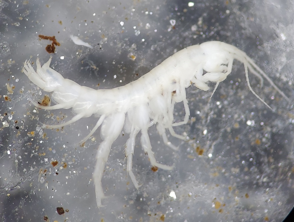 Potomac stygobromid